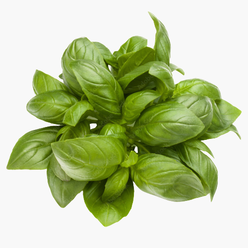 1000_F_139461164_WXOI5eTFKwYnzchzHJaeonilFYGDA1lW-removebg-preview Basil Leaves