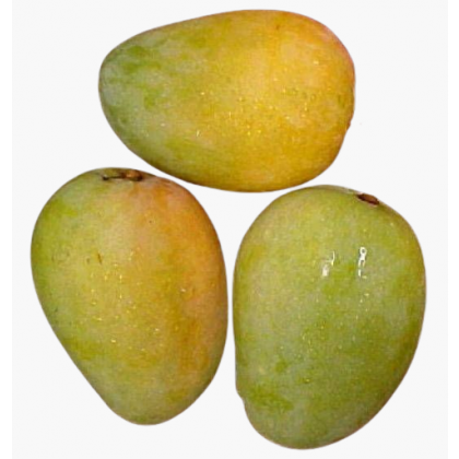 Fresh Cameroon Mangoes