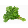 Coriander