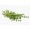 Thyme