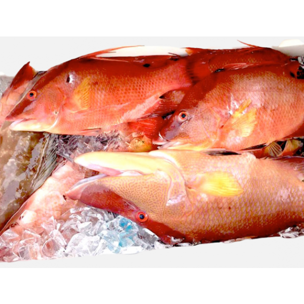 Capitaine Fish (Hogfish)