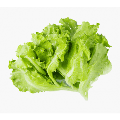 Lettuce